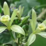 Vanille Plaetzchen mit Eiweiss